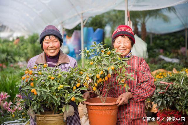江蘇最大的花卉批發(fā)市場(chǎng)，豬年春節(jié)前夕備貨忙